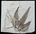 Fossil Sycamore Leaf - Green River Formation #57237-1